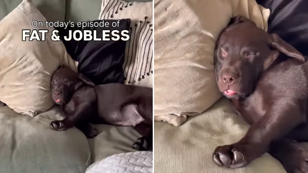 labrador sleep video