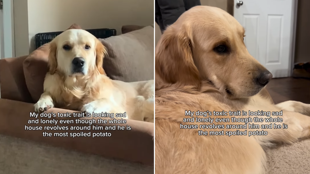 golden retriever toxic trait video