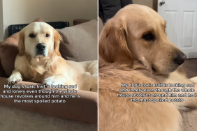 golden retriever toxic trait video