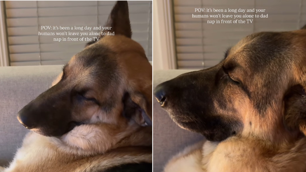 german shepherd dog nap video