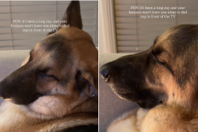 german shepherd dog nap video