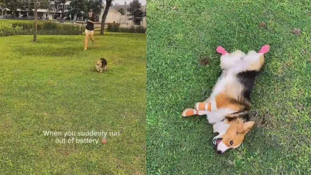 Video: Corgi Suddenly ‘Runs Out of Battery’ While Running
