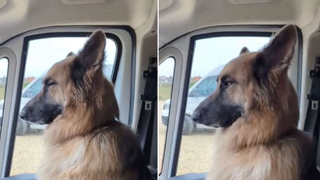 German Shepherd's Funny Snores Are the Highlight of This Video