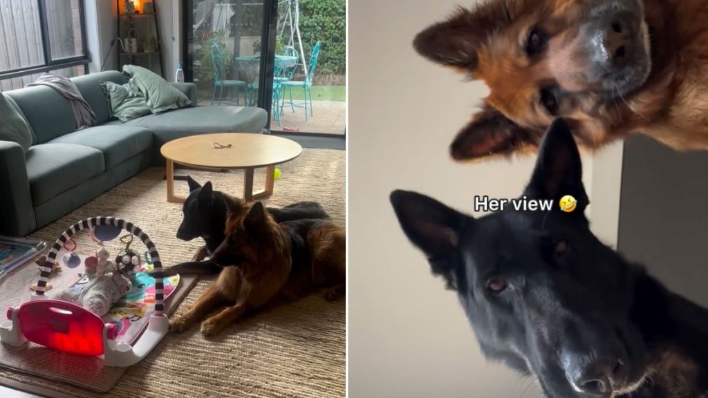 Video: German Shepherds Take Babysitting Job Very Seriously