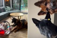 Video: German Shepherds Take Babysitting Job Very Seriously