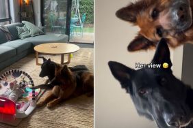 Video: German Shepherds Take Babysitting Job Very Seriously