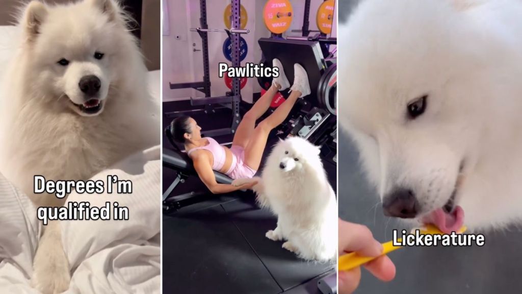 Video: Owner Shows Impressive Degrees Samoyed Is Qualified In