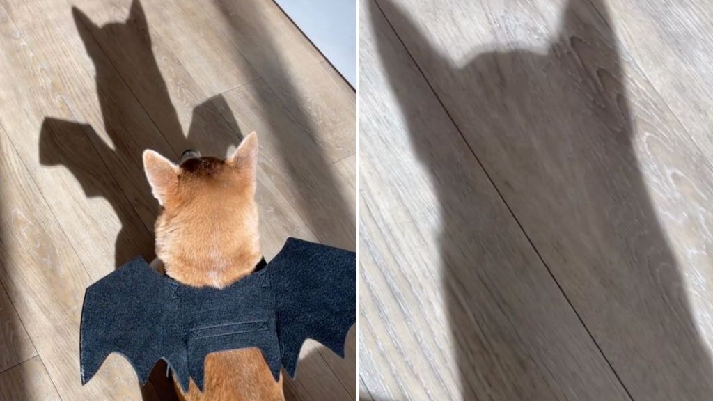 Video: Shiba Inu Turns Into Batman With Wings On