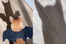 Video: Shiba Inu Turns Into Batman With Wings On