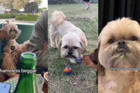 Video: Owner Lists Shih Tzu’s ‘Toxic Traits’ & Internet Can’t Relate to It Enough