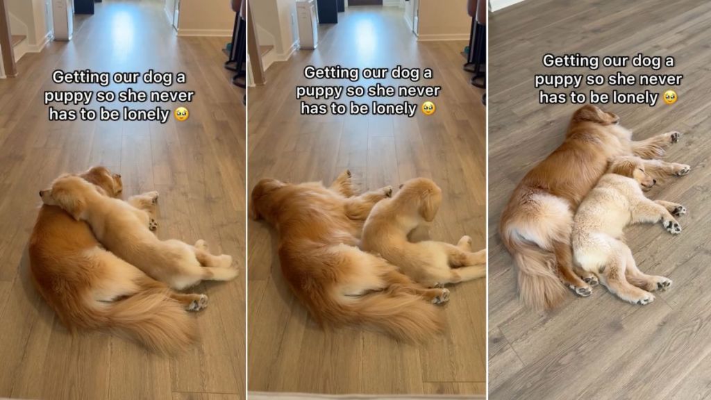 Video: Golden Retriever Puppy Coming to Cuddle Big Sister Is Cutest Thing on Internet