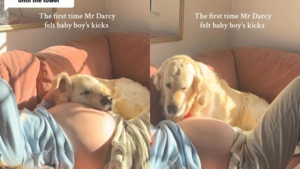 Video: Dog Reacts To Feeling Baby’s Kicks for First Time