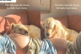Video: Dog Reacts To Feeling Baby’s Kicks for First Time