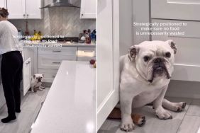 Video Shows Bulldog Making Sure No Food Goes to Waste