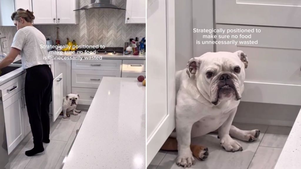 Video Shows Bulldog Making Sure No Food Goes to Waste