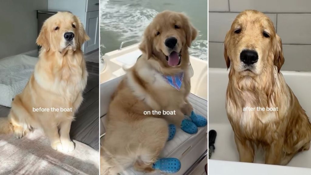 Owner Captures Golden Retriever's Moods Before & After Boat Ride in Viral Video