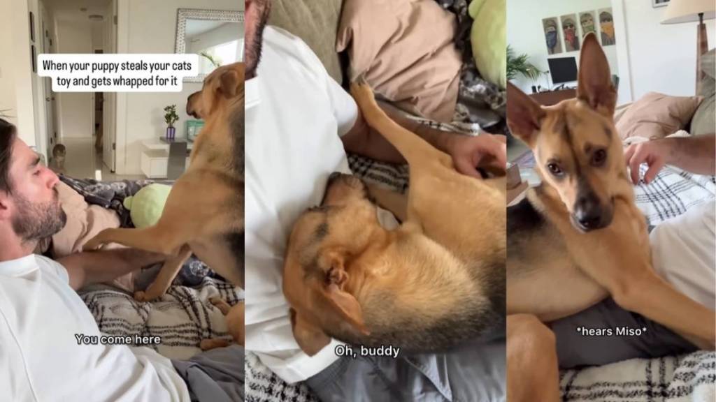 Video: Rescue Puppy Tattles to Owner After Cat Whacks Him