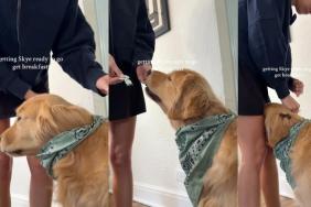 Video: Get Ready With This Golden Retriever for Breakfast Outing With Mom