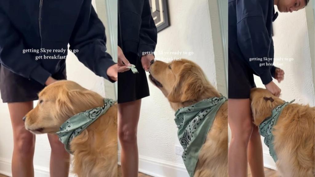 Video: Get Ready With This Golden Retriever for Breakfast Outing With Mom