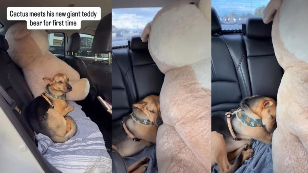 Video: Rescue Puppy Snuggles With a Large Teddy Bear Larger Than Him