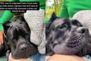 Video: 'Big Bad' Cane Corso Hides in Mom's Lap Like a Baby