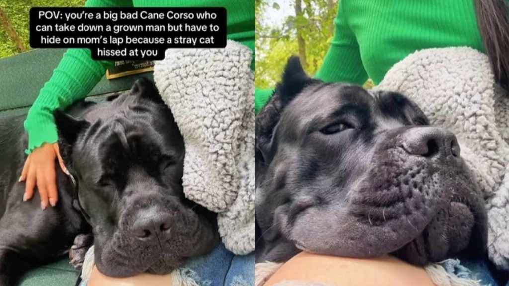 Video: 'Big Bad' Cane Corso Hides in Mom's Lap Like a Baby