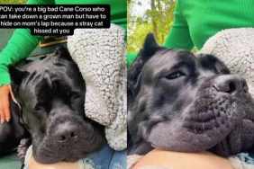 Video: 'Big Bad' Cane Corso Hides in Mom's Lap Like a Baby