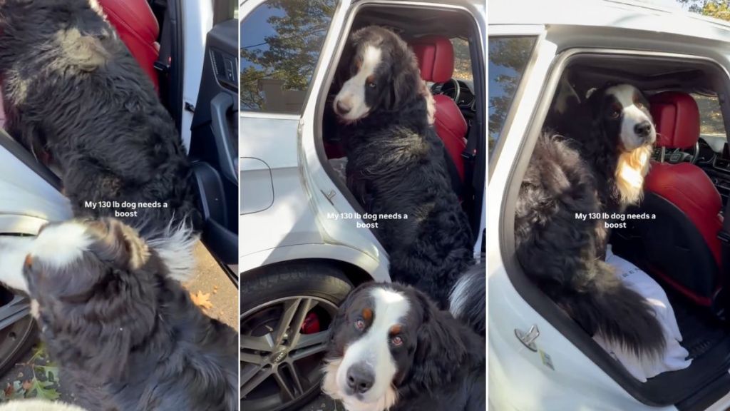 Video: Bernese Mountain Dogs Struggle To Get Into the Car