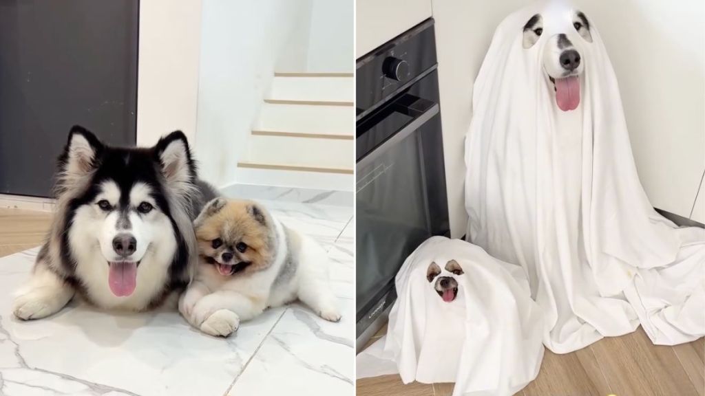 Video: Husky & Pomeranian Show off Their Halloween Costumes