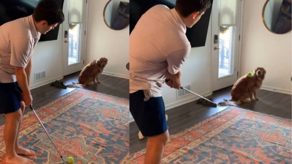 Video: Golden Retriever Assists & Coaches Dad With His Short Game Better Than You Can Think