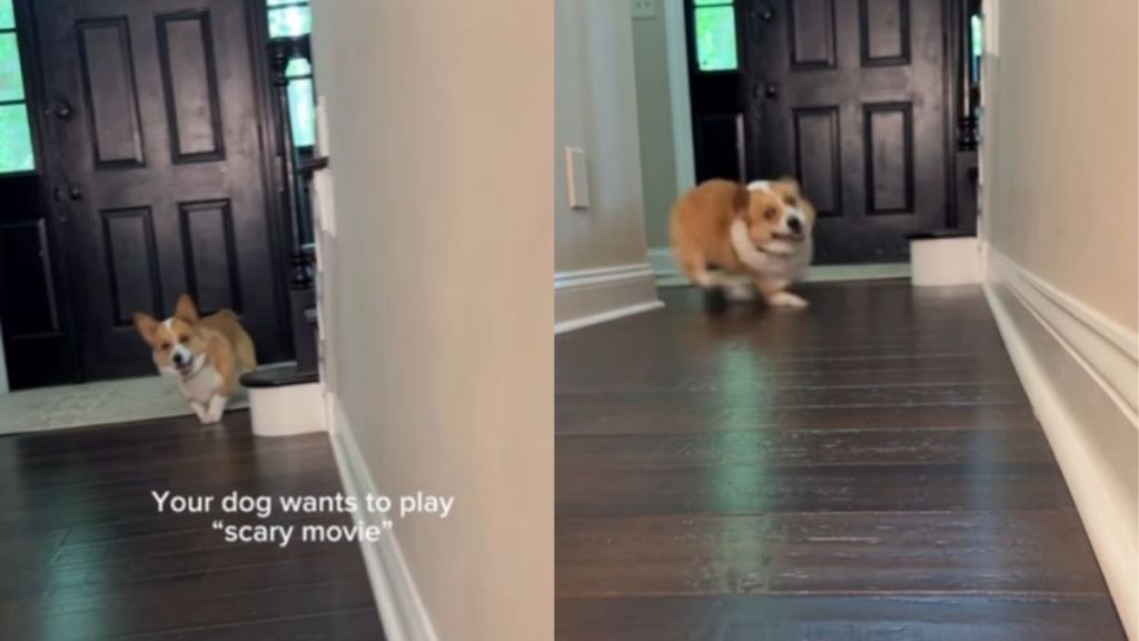 Video: Corgi Playing ‘Scary Movie’ Amazes Owner