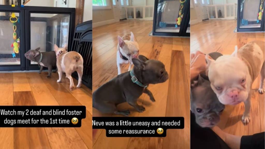 Video of Two Deaf & Blind Foster Dogs Meeting Each Other for First Time Is ‘Pretty Magical'