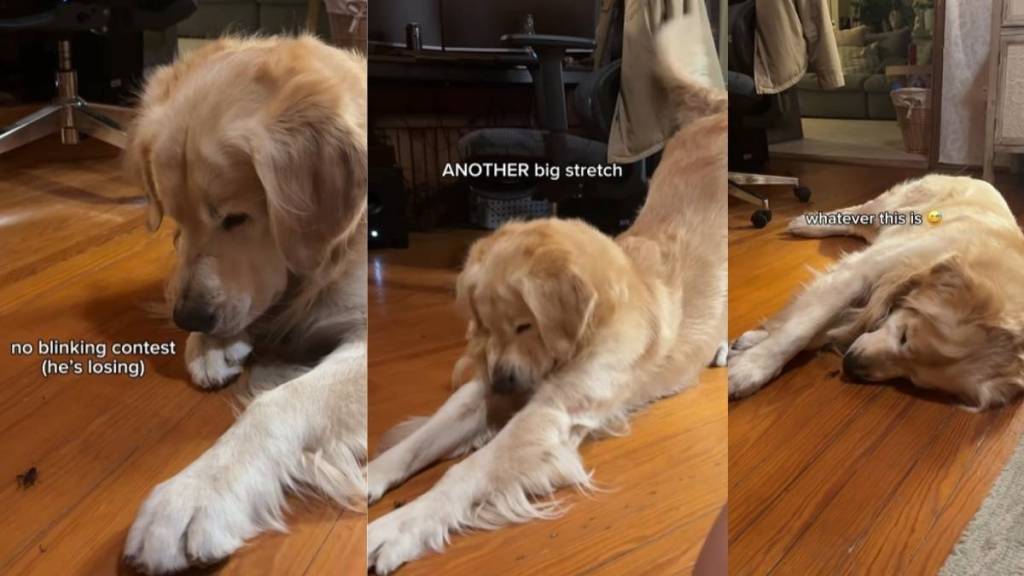 Video: Golden Retriever’s Reaction to Cricket Is Hilarious