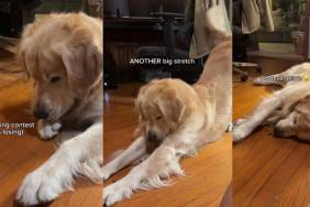 Video: Golden Retriever’s Reaction to Cricket Is Hilarious