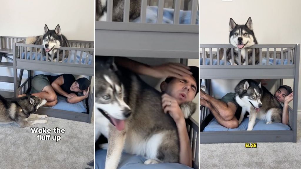 Video: This Happens When Dad Pretends To Sleep in Dog’s Bed
