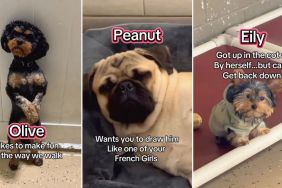 Daycare Dogs’ Problems Are Both Varied & Interesting