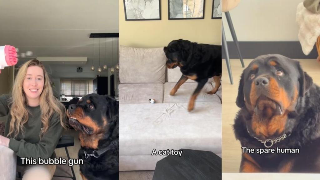 Video: Owner Lists ‘Random Things’ That Annoyed Rottweiler