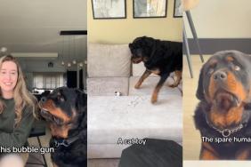 Video: Owner Lists ‘Random Things’ That Annoyed Rottweiler