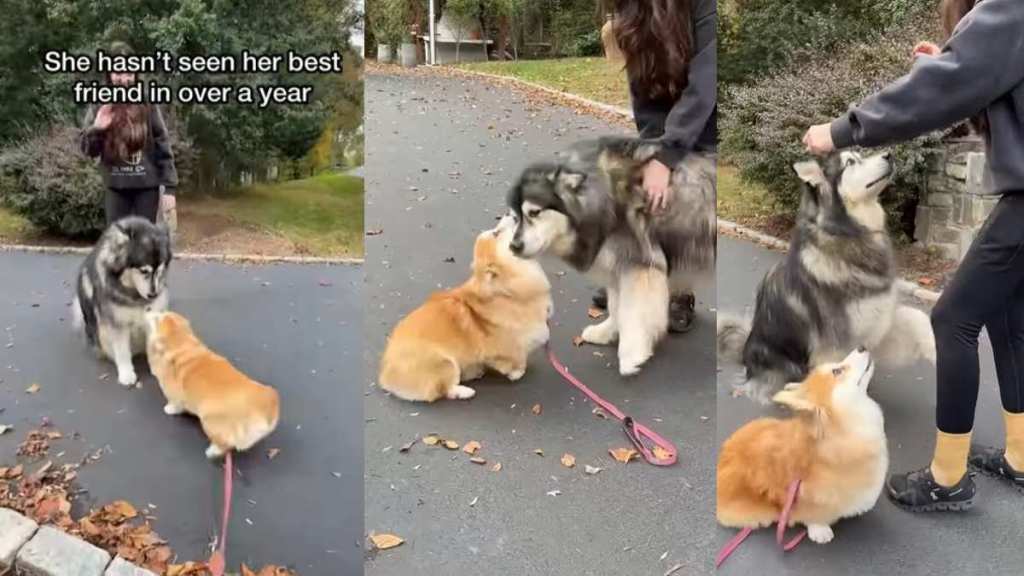Video: Corgi Reunites With Malamute Best Friend After a Year