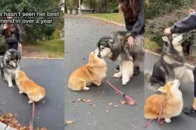 Video: Corgi Reunites With Malamute Best Friend After a Year