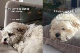 Video: Dog Sighs in Different Situations Like ‘He Works 9-5'