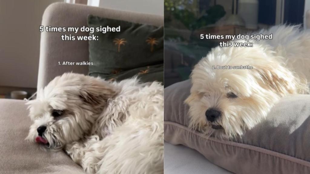 Video: Dog Sighs in Different Situations Like ‘He Works 9-5'