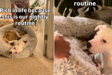Video: Dog Is Chauffeured To Bed So She Gets Her 'Beauty Sleep'