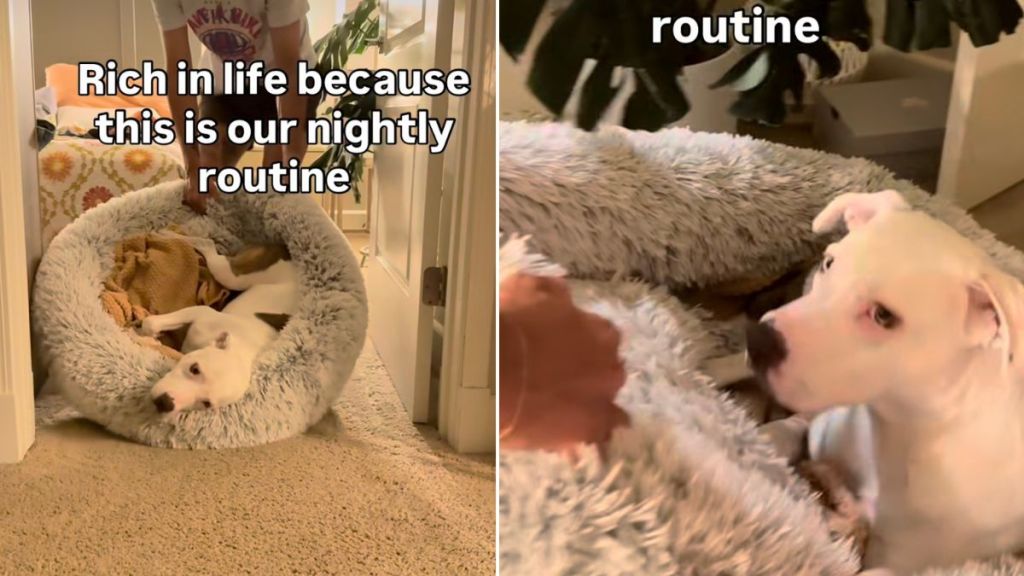 Video: Dog Is Chauffeured To Bed So She Gets Her 'Beauty Sleep'