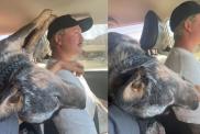 Video: Owner Documents Heeler’s ‘Little Personality Traits’ During Car Drive