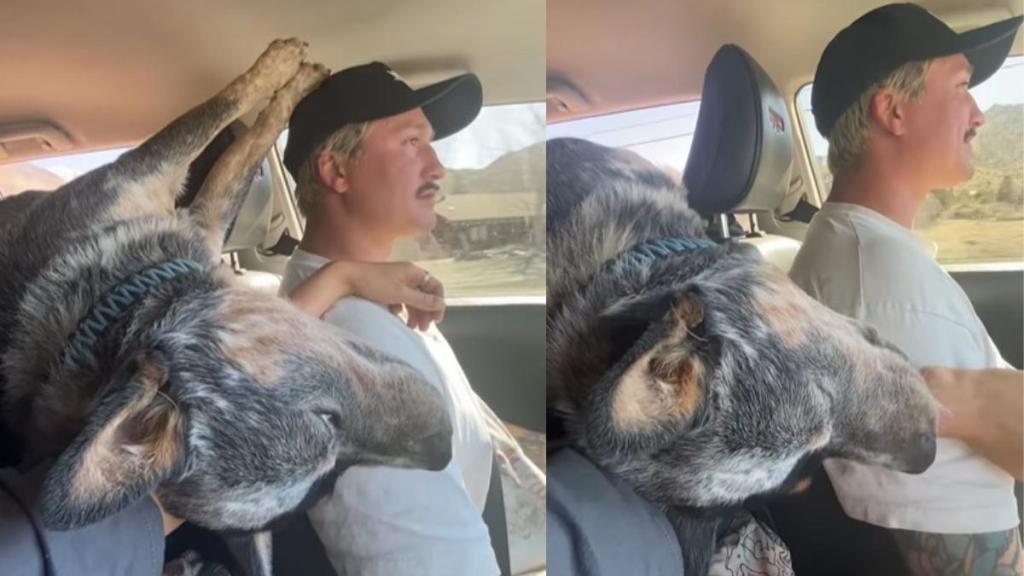 Video: Owner Documents Heeler’s ‘Little Personality Traits’ During Car Drive