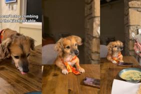 Video: Rescue Puppy’s ‘New Crime’ Has To Do With the Kitchen Table