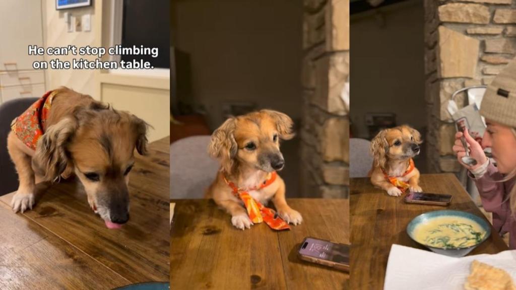 Video: Rescue Puppy’s ‘New Crime’ Has To Do With the Kitchen Table