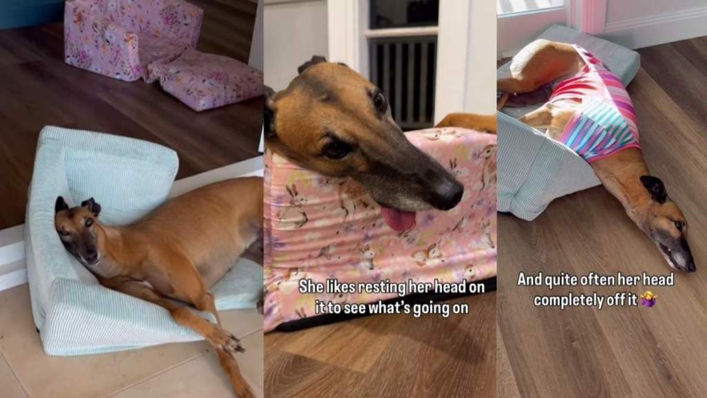 Video: Greyhound Likes Her Bed So Much She Has More Than One