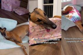 Video: Greyhound Likes Her Bed So Much She Has More Than One